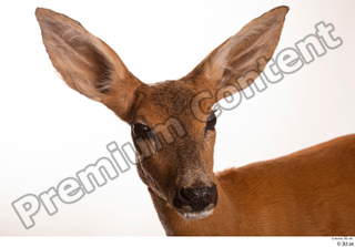 Deer Doe 2 head 0006.jpg